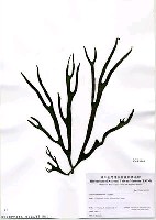 藏品(Codium subtubulosum Okamura)的圖片